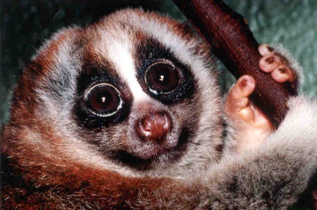 photograph of slow loris