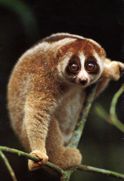 photograph of slow loris : Nycticebus coucang