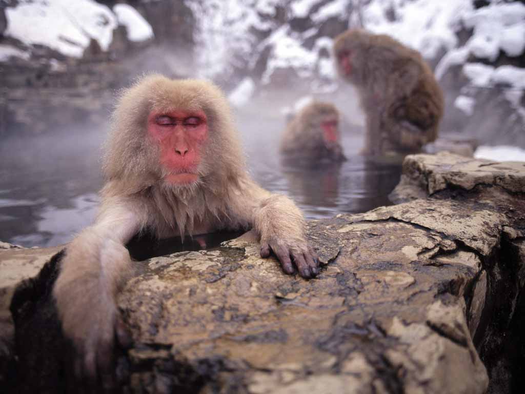 picture of Japanese snow-monkey