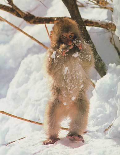 Japanese snow-monkey