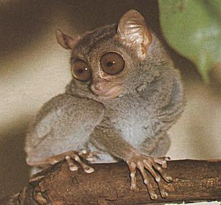 photograph of tarsier