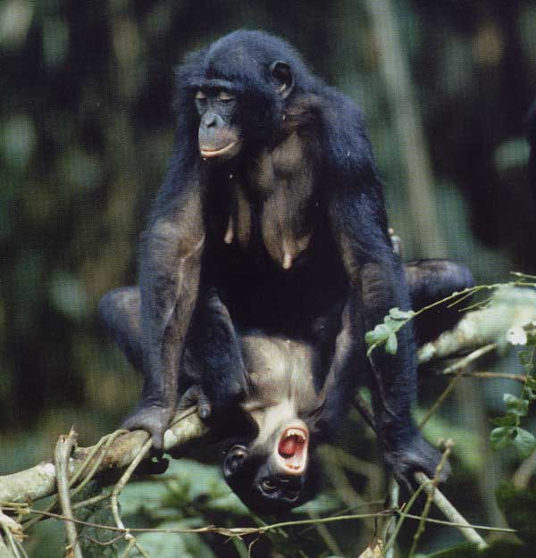 photograph of bonobos having fun