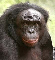 picture of bonobo genius Kanzi