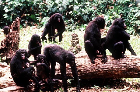 picture of troop of bonobos