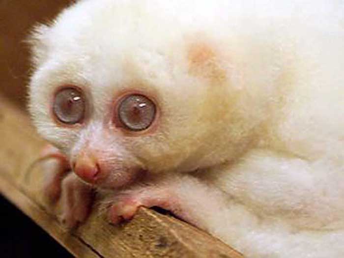 photograph of an albino slow loris