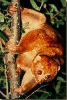 photograph of an angwantibo (Artocebus calabarensis) 