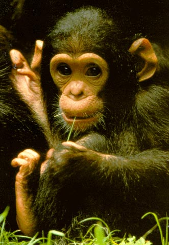 a young chimpanzee