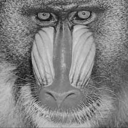 baboon photo