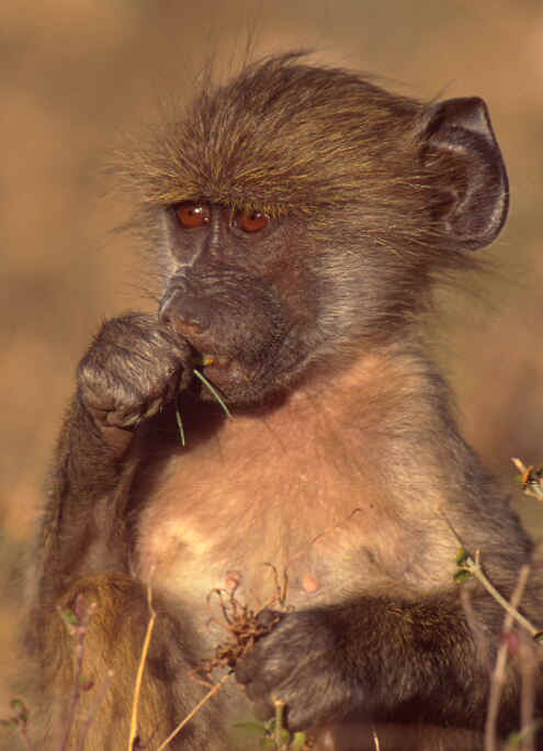 photograph of  a baboon