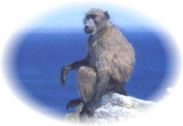 baboon photo