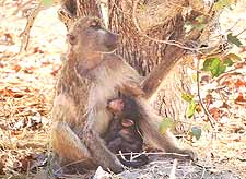 picture of baboons