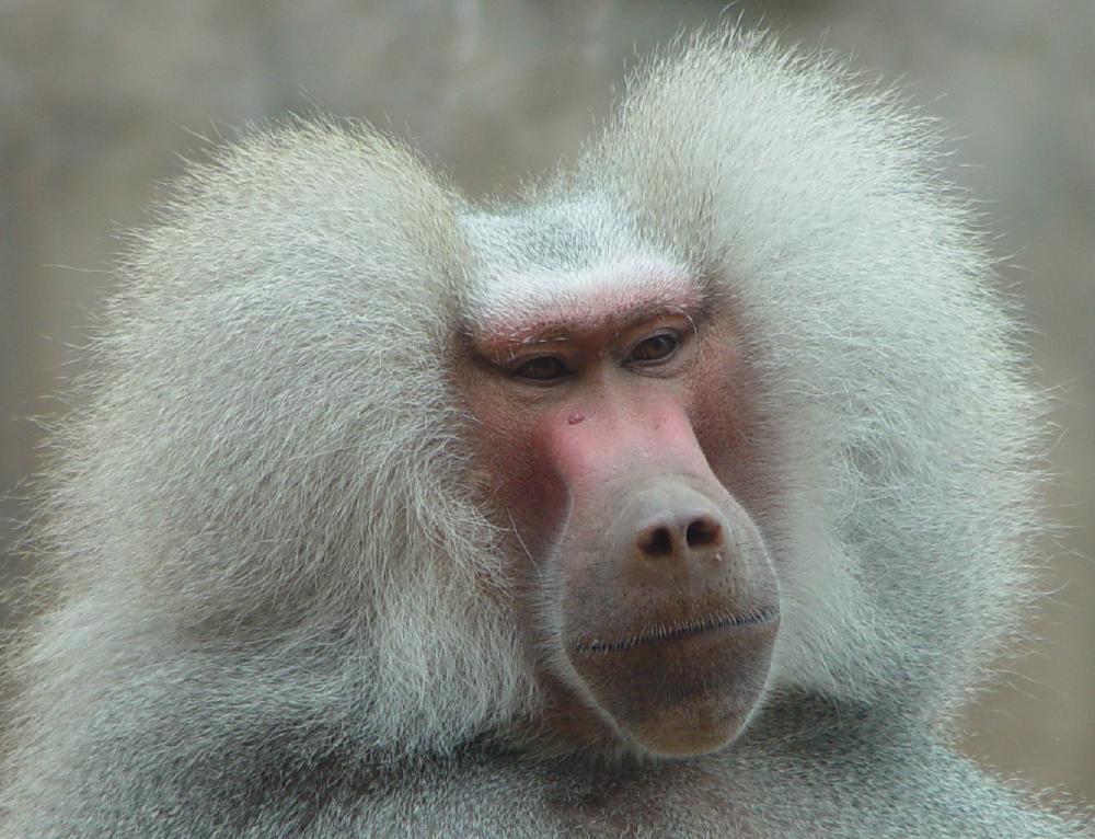 photograph of  baby baboon