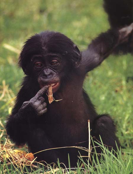 photograph of a baby bonobo