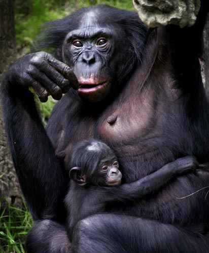 picture of a bonobo and her infant