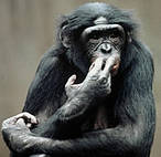 photograph of a bonobo