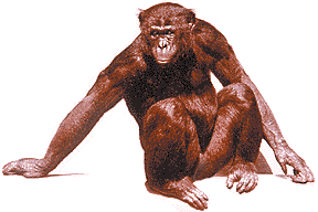 picture of bonobo or pygmy chimpanzee