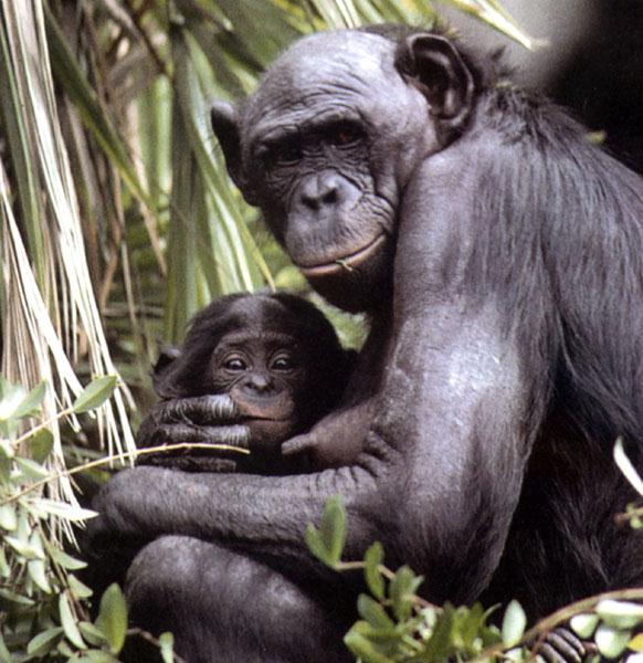 photograph of a bonobo and her infant