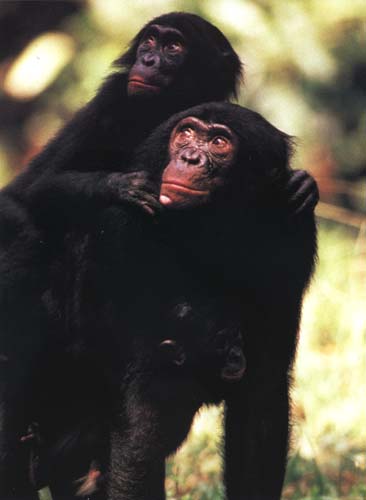 photograph of a baby bonobo