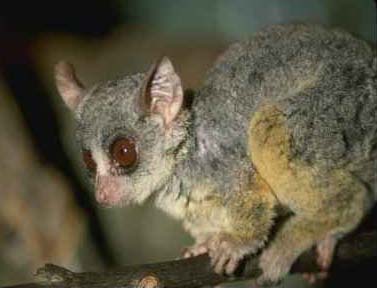 photograph of bushbaby