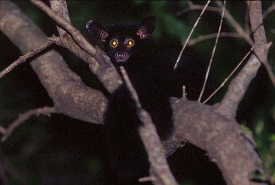 photograph of bushbaby