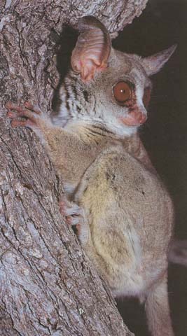 bushbaby