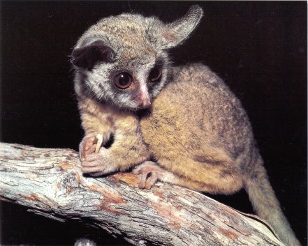 photograph of bushbaby