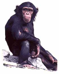 picture of a chimpanzee