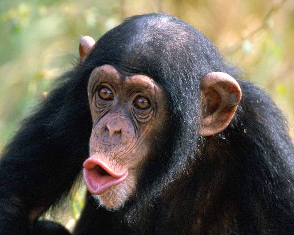 chimpanzee picture
