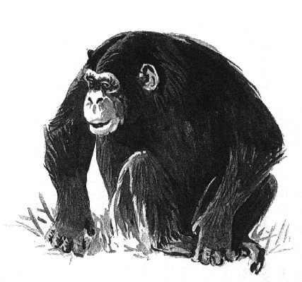 picture of chimpanzee