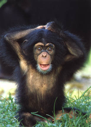 photograph of a chimpanzee