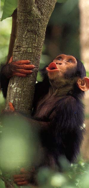 photograph of a chimpanzee