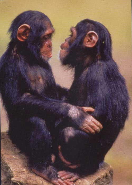 photo of intimate chimpanzees