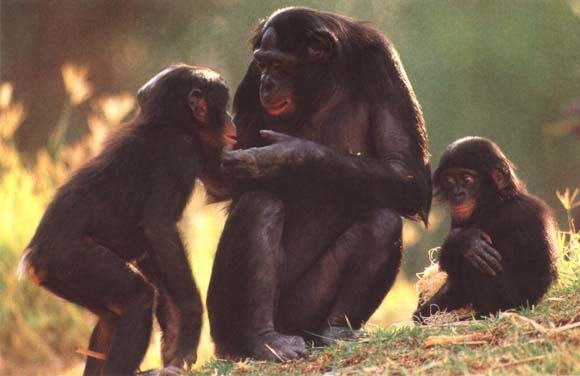 photograph of chimpanzee family