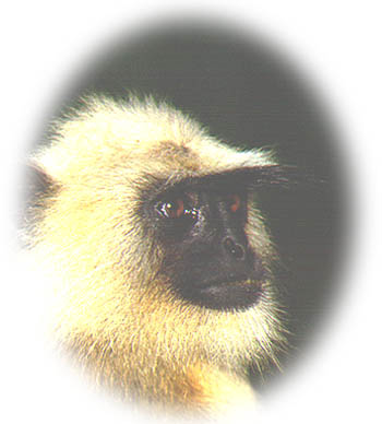  langur