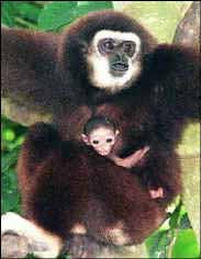 photograph of gibbon and her baby