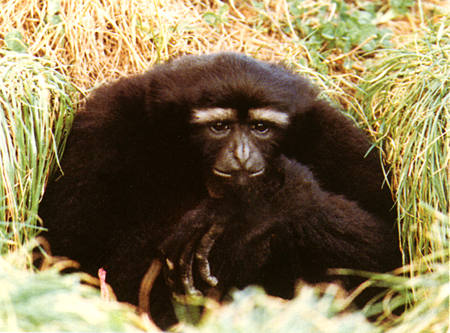 photograph of hoolock gibbon