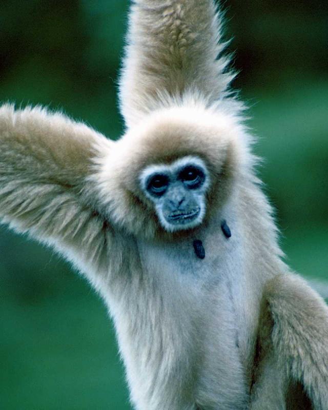 photograph of lars gibbon : Hylobates lar