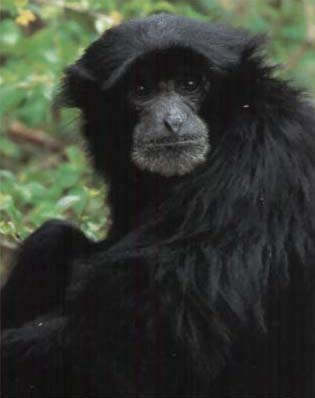 photograph of a siamang : Hylobates syndactylus