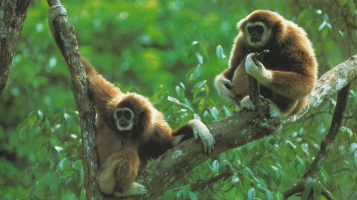 photograph of white-handed gibbons