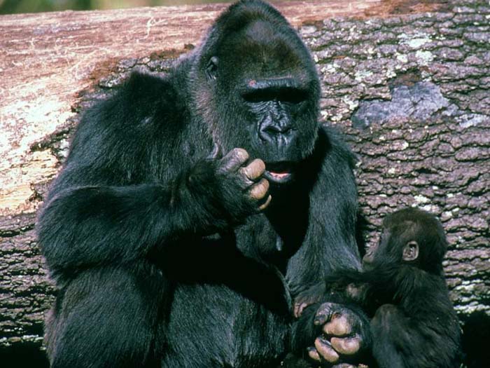 photograph of young gorilla