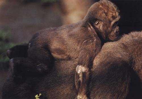 picture of a baby gorilla