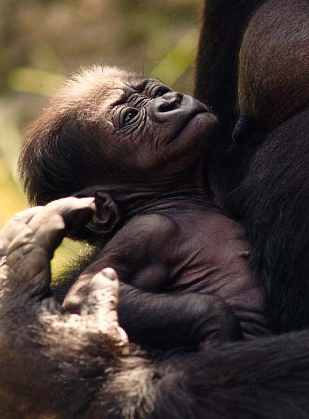 picture of a baby gorilla