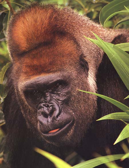 photograph of a hungry gorilla