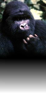 gorilla image