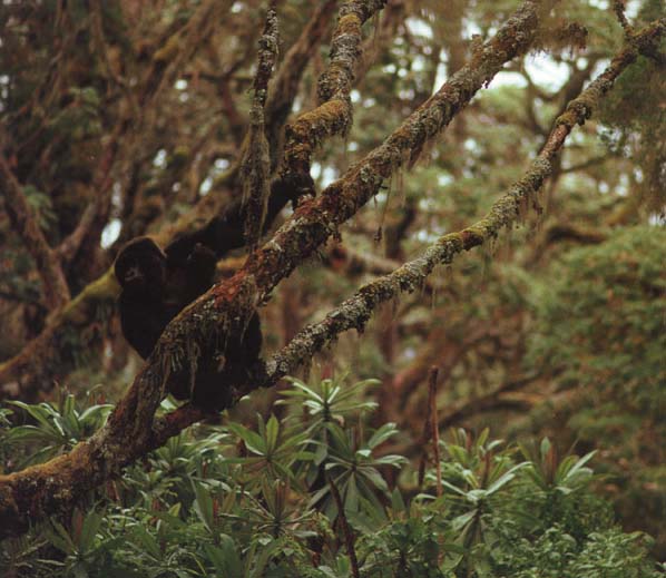 picture of a gorilla in forest canopy