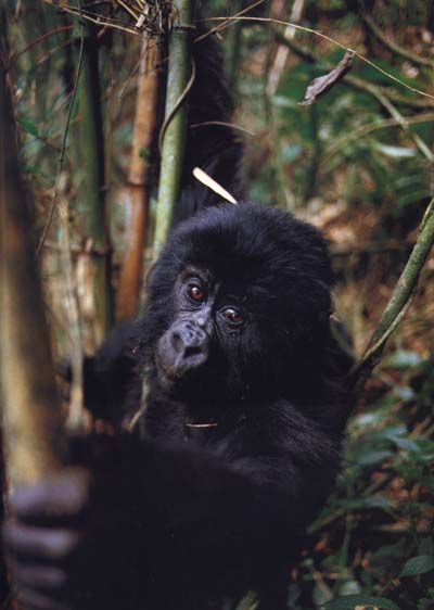 photograph of a gorilla in the African jungle
