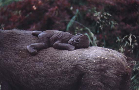 photograph of new-born gorilla