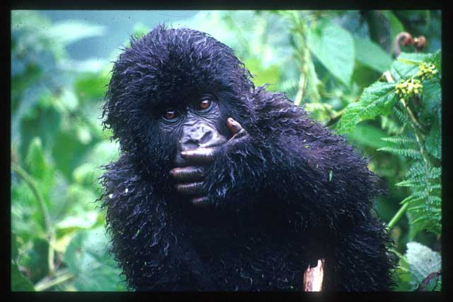 photograph of a bedraggled-looking gorilla