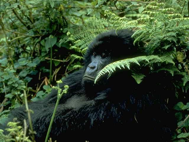 photograph of a young gorilla