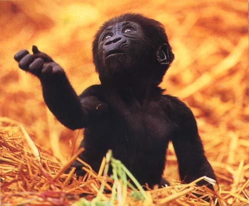 picture of a baby gorilla